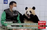 治愈人心！熊猫“福宝”成为亚太地区“超级偶像”