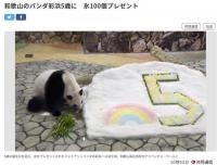 旅日大熊猫“彩滨”五岁啦！园方送上特别礼物