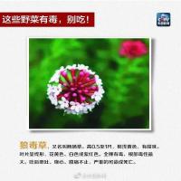 紧急提醒：剧毒！千万别拿来煲汤
