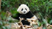 49岁男子投喂大熊猫苹果被终身禁止入园