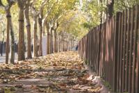 秋意缤纷，沪41条景观道“落叶不扫”