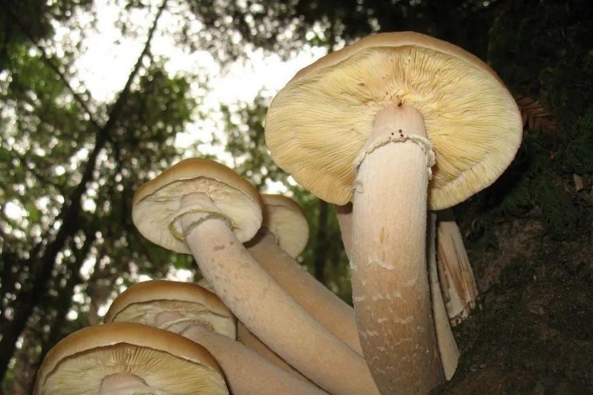 这种生物长得越大，人类的处境就越危险